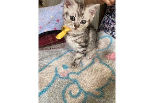 販売中の神奈川県のマンチカン-117296の15枚目