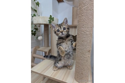 販売中の大阪府のアメリカンショートヘア-117299