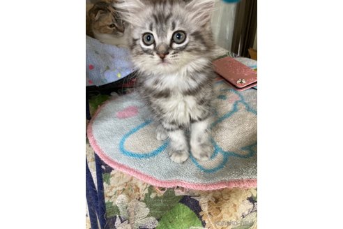 成約済の神奈川県のマンチカン-114939の5枚目