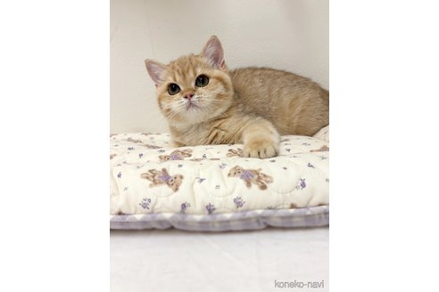 販売中の大阪府のブリティッシュショートヘア-115864
