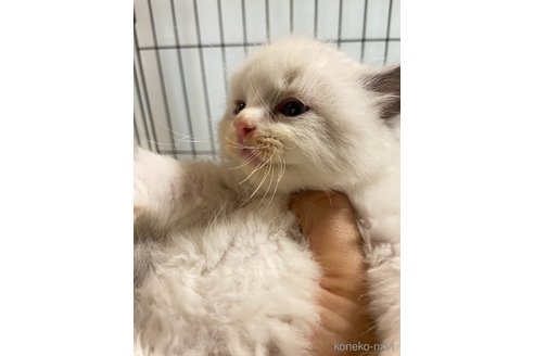 販売中の千葉県のラグドール-117302の3枚目