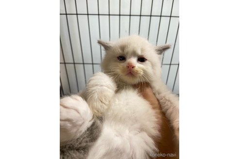 販売中の千葉県のラグドール-117302の2枚目