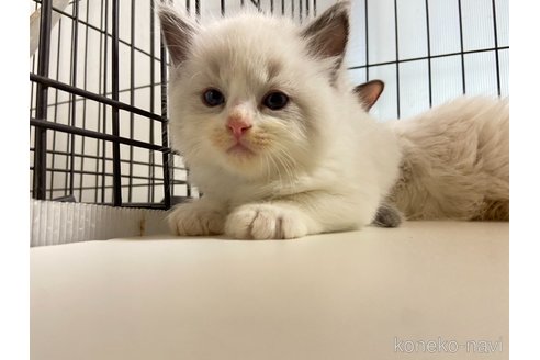 販売中の千葉県のラグドール-117302の4枚目