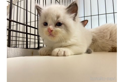販売中の千葉県のラグドール-117302の6枚目