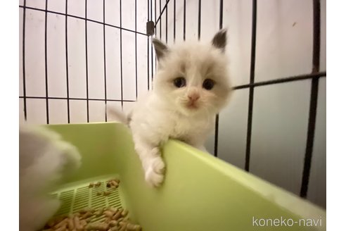 販売中の千葉県のラグドール-117303の1枚目