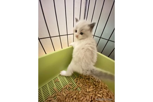 販売中の千葉県のラグドール-117303の4枚目
