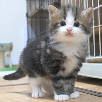 販売中の茨城県のノルウェージャンフォレストキャット-117304の3枚目