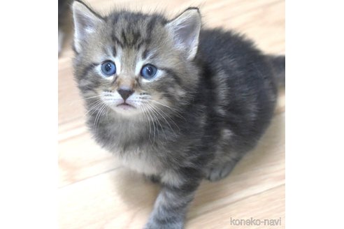 販売中の茨城県のノルウェージャンフォレストキャット-117305の2枚目