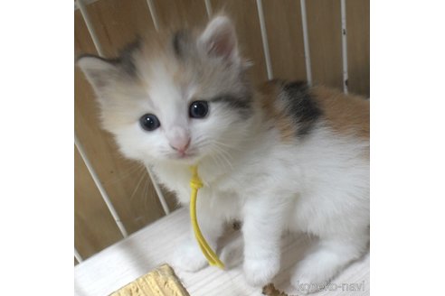 販売中の茨城県のノルウェージャンフォレストキャット-117306の2枚目