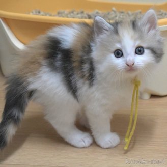 販売中の茨城県のノルウェージャンフォレストキャット-117306