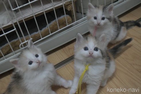 販売中の茨城県のノルウェージャンフォレストキャット-117307の3枚目