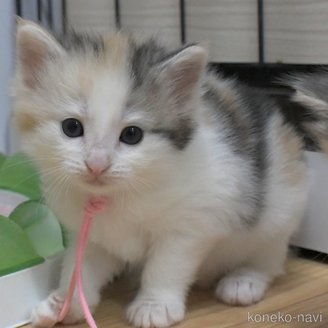 販売中の茨城県のノルウェージャンフォレストキャット-117309の2枚目