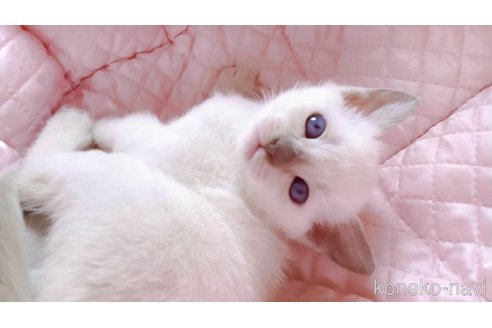販売中の埼玉県のトンキニーズ-117313の5枚目