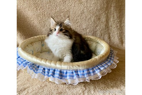 成約済の愛知県のノルウェージャンフォレストキャット-117316の4枚目