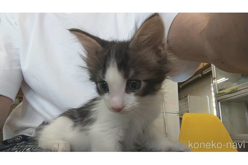成約済の愛知県のメインクーン-114520の2枚目
