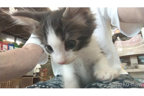 成約済の愛知県のメインクーン-114520の3枚目