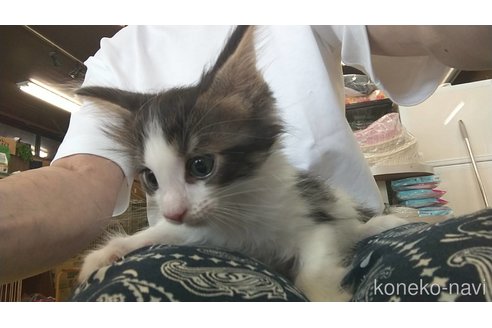 成約済の愛知県のメインクーン-114520の4枚目