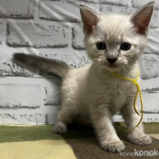 販売中の愛知県のマンチカン-117325