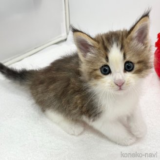 販売中の愛知県のノルウェージャンフォレストキャット-117328の5枚目