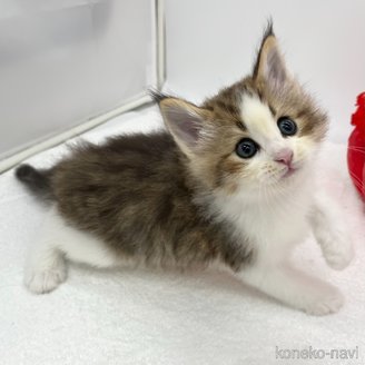 販売中の愛知県のノルウェージャンフォレストキャット-117328の2枚目