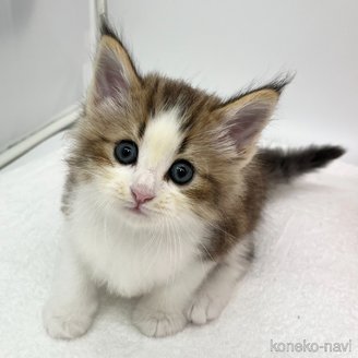 販売中の愛知県のノルウェージャンフォレストキャット-117328の4枚目