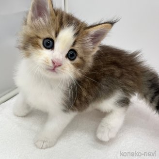 販売中の愛知県のノルウェージャンフォレストキャット-117328の3枚目