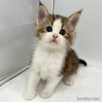 販売中の愛知県のノルウェージャンフォレストキャット-117328の1枚目