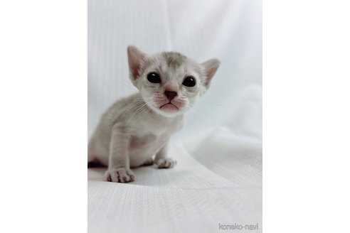 販売中の三重県のシンガプーラ-117337の2枚目