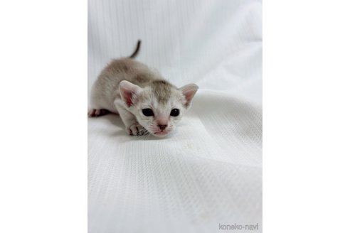 販売中の三重県のシンガプーラ-117337の4枚目