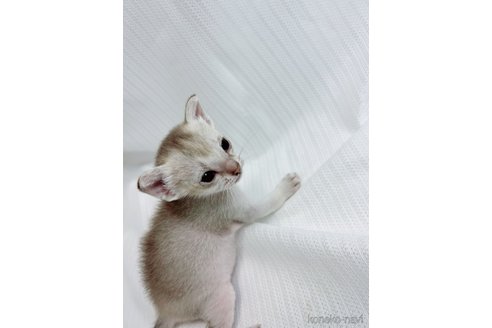 販売中の三重県のシンガプーラ-117338の3枚目