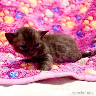 販売中の東京都のベンガル-117352の3枚目