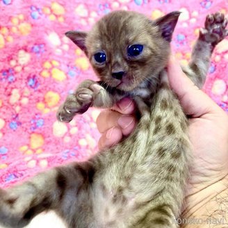 販売中の東京都のベンガル-117352の4枚目