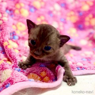 販売中の東京都のベンガル-117352の5枚目