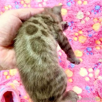 販売中の東京都のベンガル-117352の8枚目