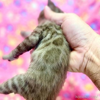 販売中の東京都のベンガル-117352の11枚目