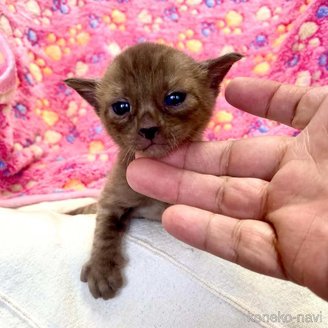 販売中の東京都のベンガル-117352の14枚目