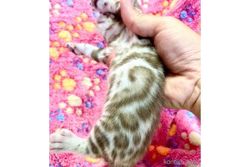 販売中の東京都のベンガル-117353の8枚目