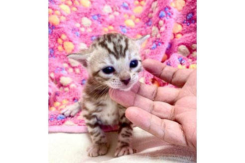 販売中の東京都のベンガル-117353の3枚目