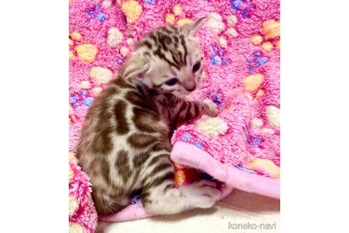 販売中の東京都のベンガル-117353の6枚目
