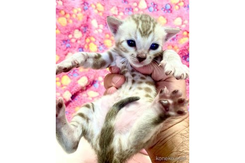 販売中の東京都のベンガル-117354の3枚目