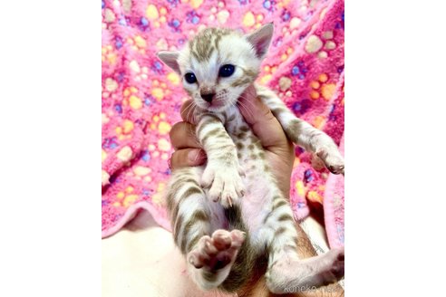 販売中の東京都のベンガル-117354の6枚目