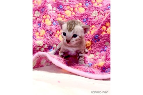 販売中の東京都のベンガル-117354の8枚目