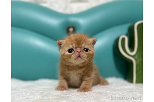 販売中の岐阜県のエキゾチックショートヘア-117357の5枚目