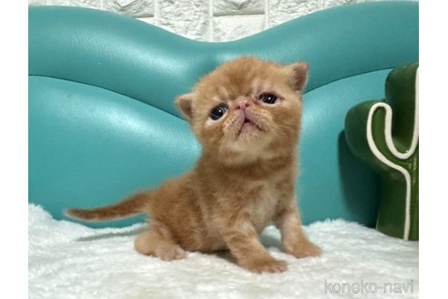 販売中の岐阜県のエキゾチックショートヘア-117357の6枚目