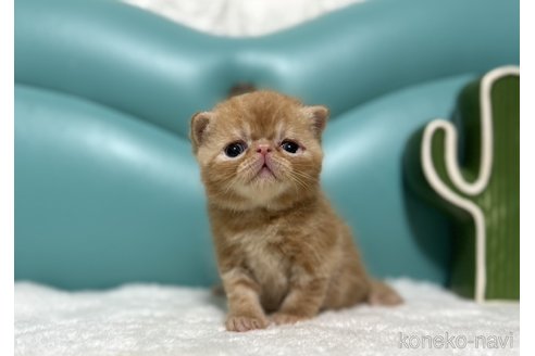 販売中の岐阜県のエキゾチックショートヘア-117357の2枚目