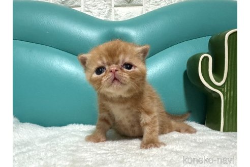 販売中の岐阜県のエキゾチックショートヘア-117357の3枚目