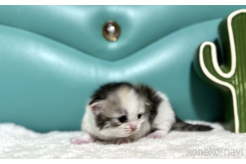 販売中の岐阜県のミヌエット(短足)-117360の3枚目