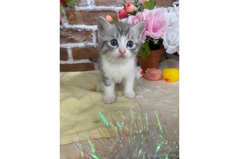 商談中の岡山県のマンチカン-117363の7枚目