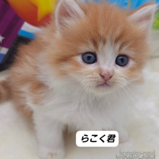 販売中の埼玉県のサイベリアン-111873