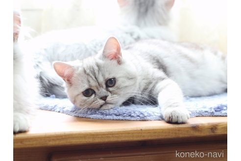 販売中の愛知県のミヌエット-112539の6枚目
